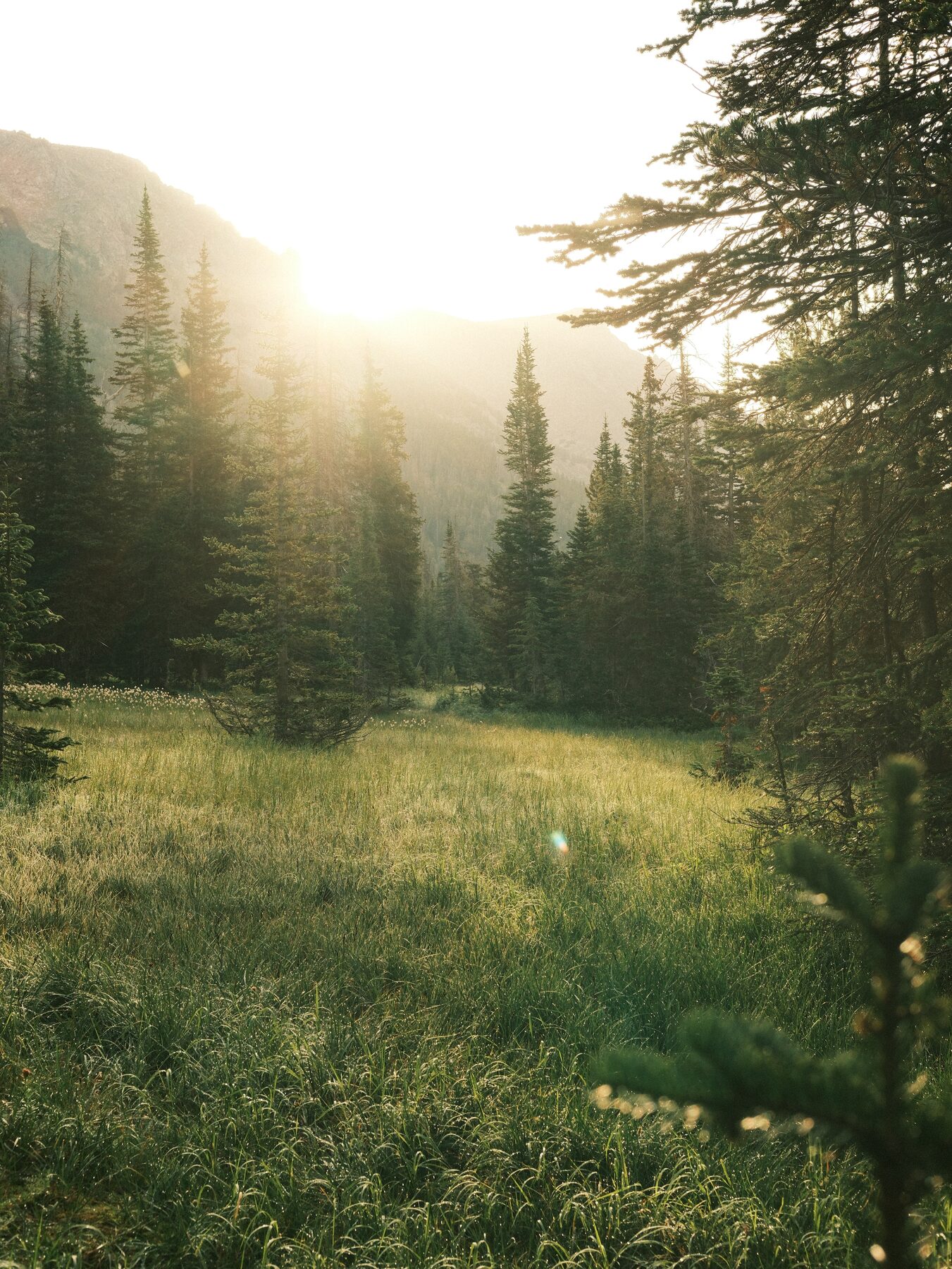 Low sun flaring through trees into a green meadow