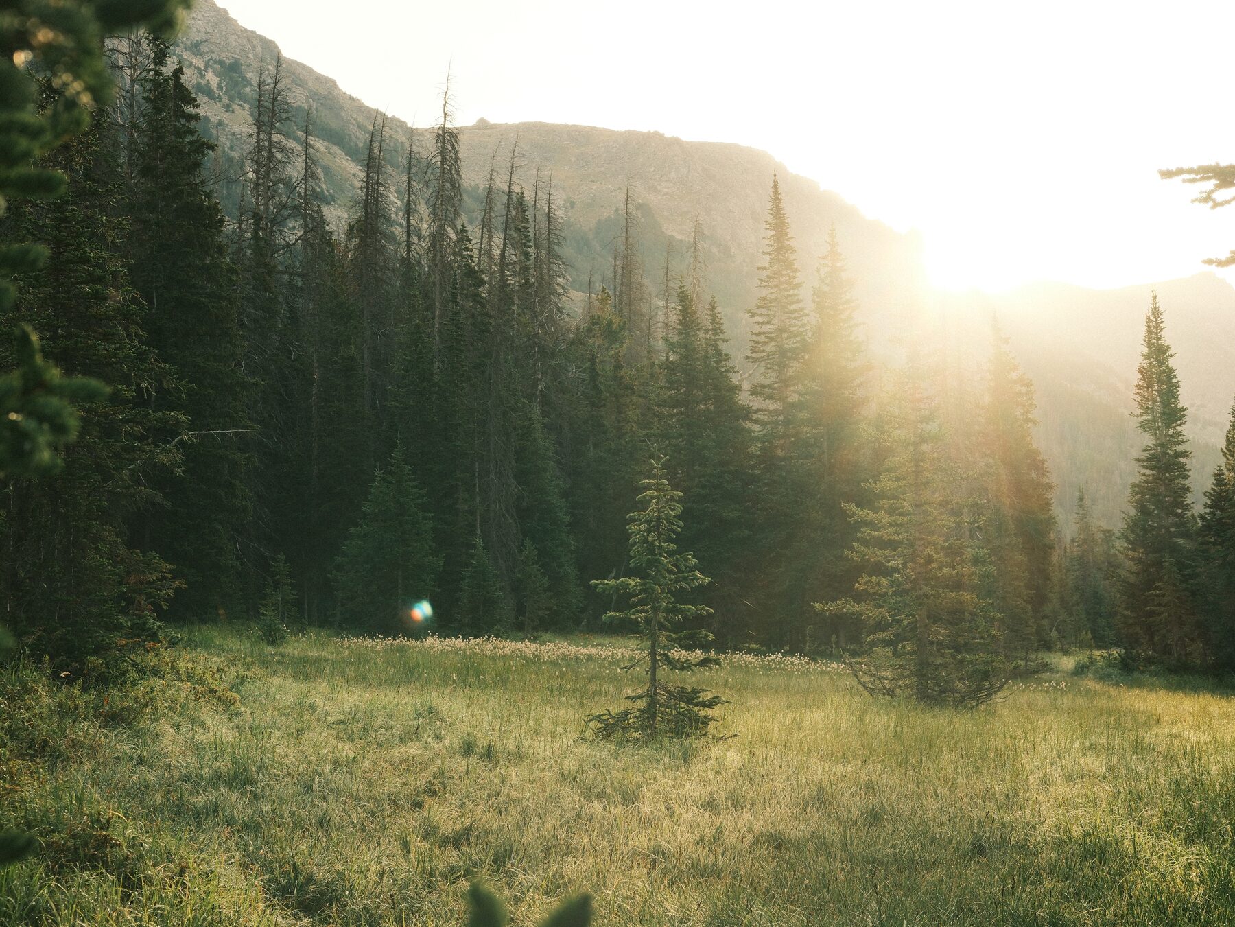 Sunrise through pines over a high mountain meadow
