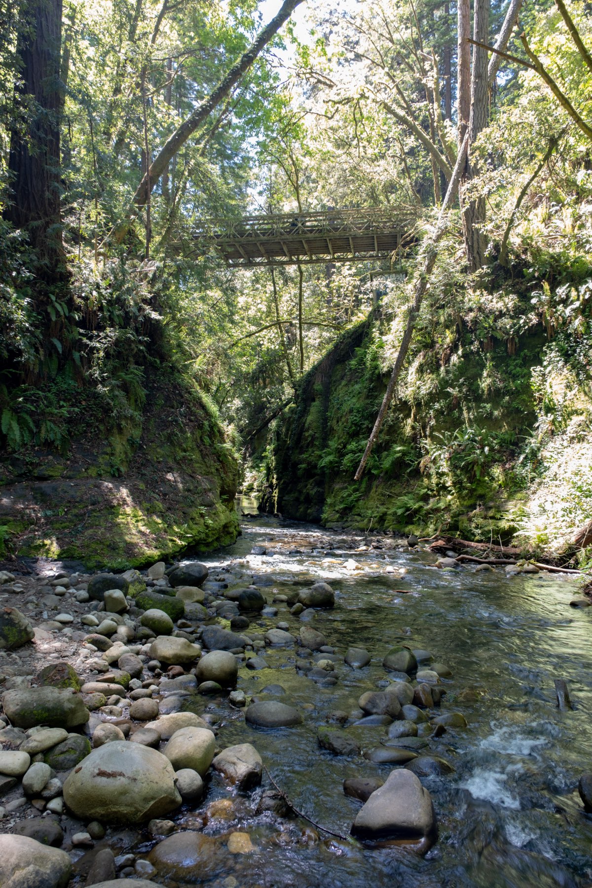 Rocky creek running through a fern-covered canyon under a footbridge