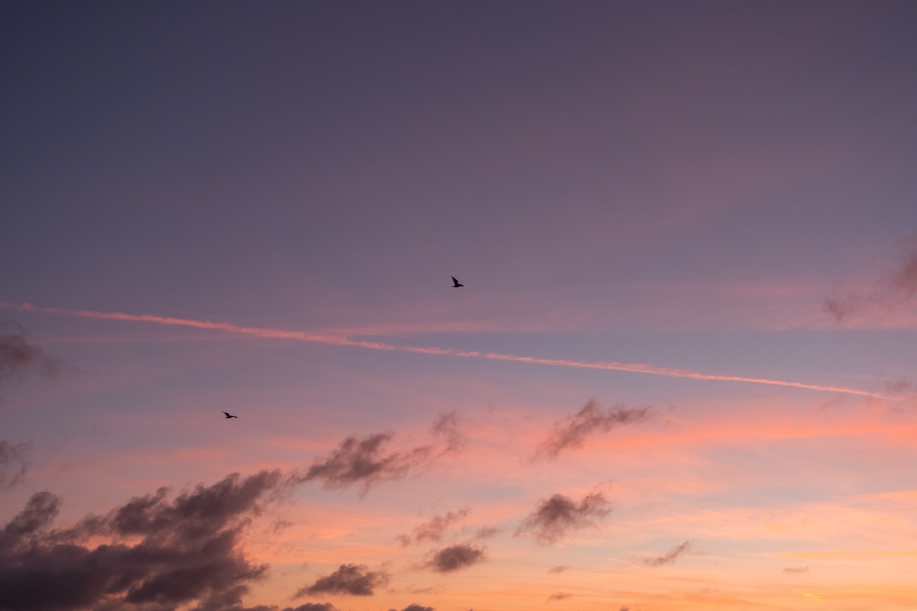 Two birds crossing a lavender sky above pink-lit clouds