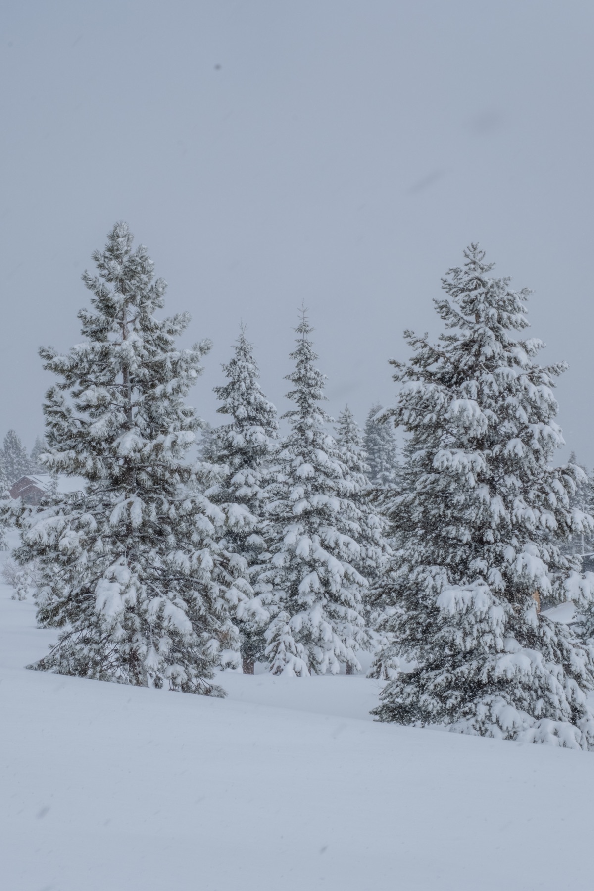 Snow-loaded pines in a whiteout near Lake Tahoe